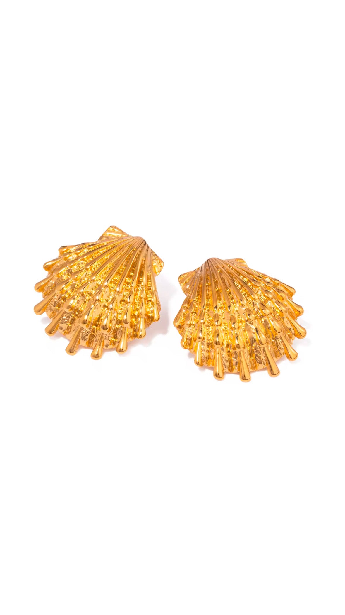 Ocean Seashell
